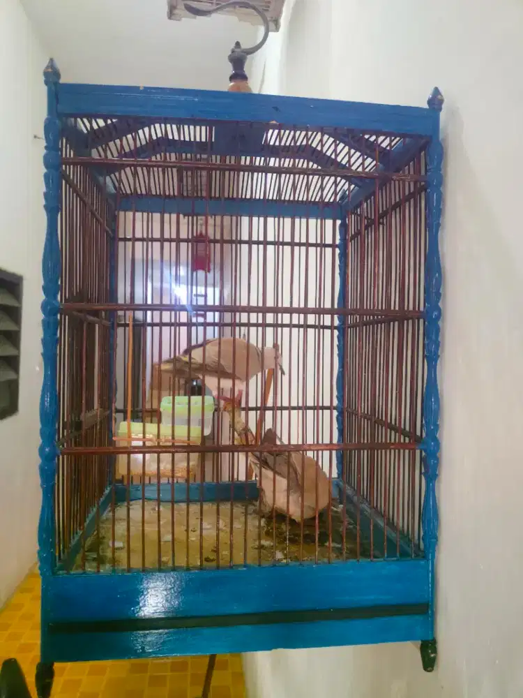 Puter lokal jodohan+sangkar