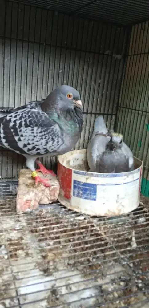 Indukan betina mpos bawa piyik