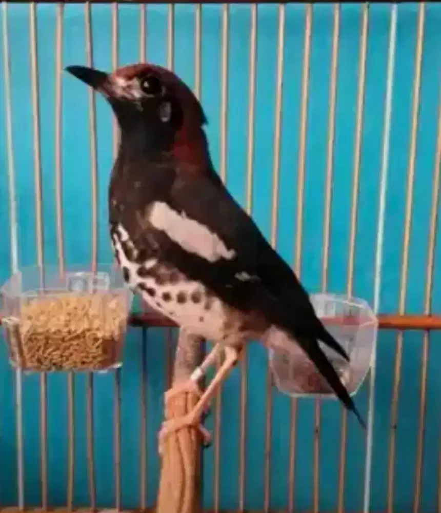 Anis kembang ring malang