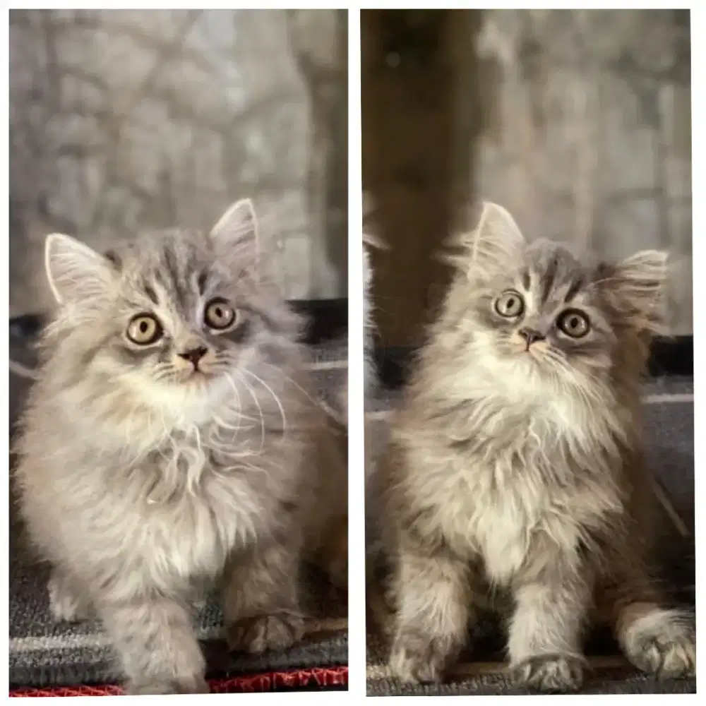Anak kucing anggora/kitten persia jantan /kucing persia jantan