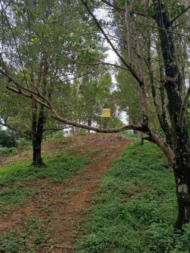 Kemitraan Kebun Cengkeh Produktif – Modal Balik Dulu, Untung Bagi-Bagi