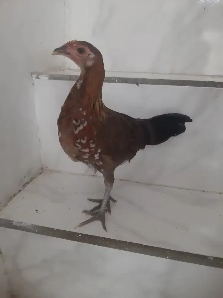 Silangan ketawa dan onagadori