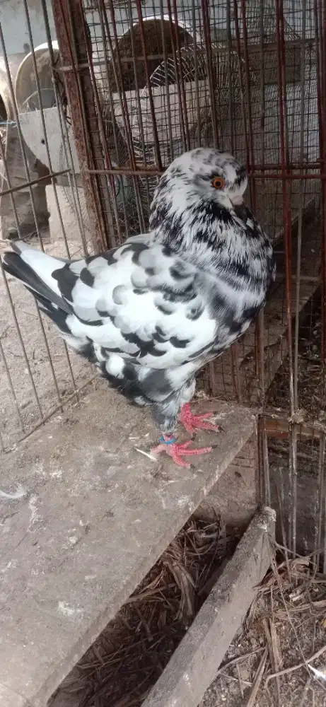 Merpati showking dewasa