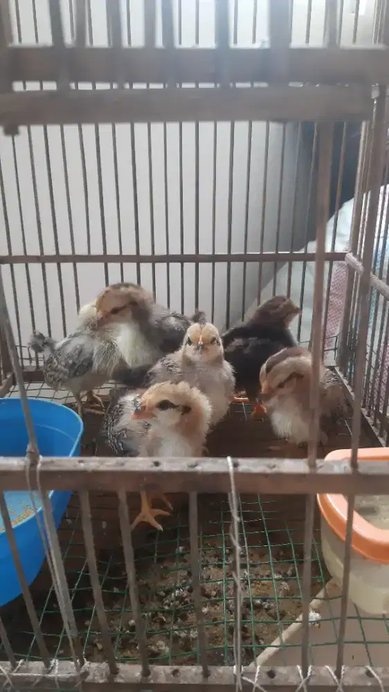 Anak ayam kate dan serama