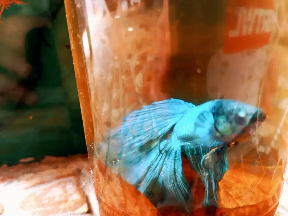 Cupang blue Torquist double tail(DT)