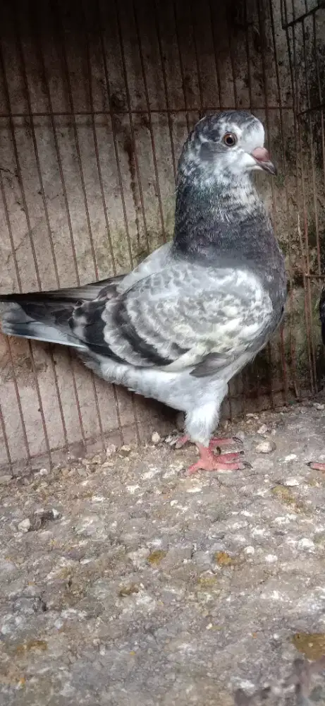 Merpati showking remaja