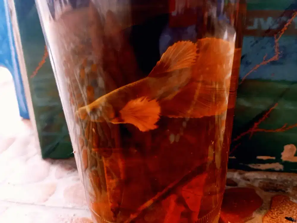 Cupang Dumbo Sillver surfur