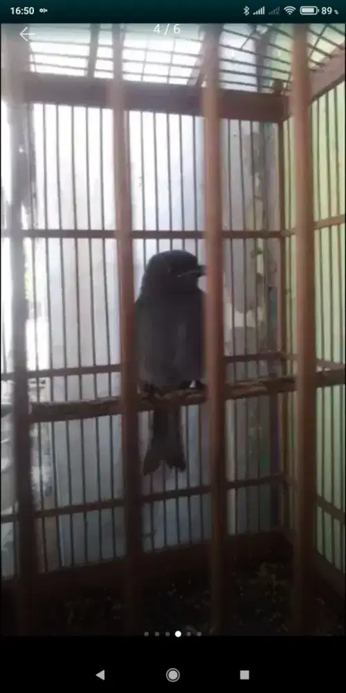 Srigunting Abu2 jantan