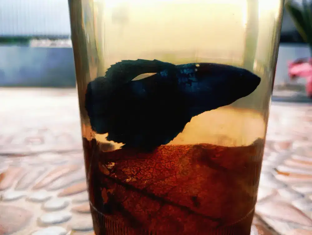 Cupang Dark ocean (Half moon)