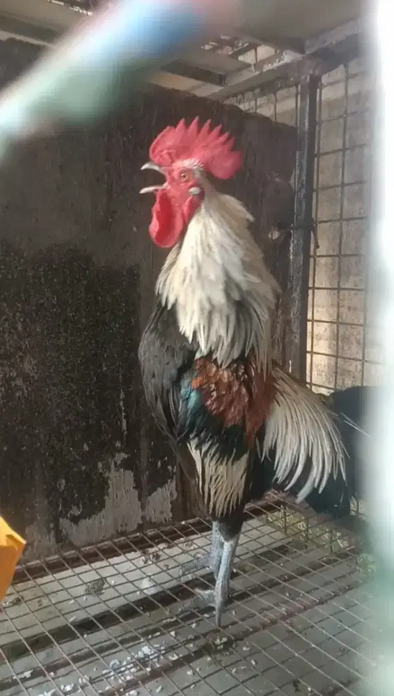 Ayam Ketawa Jantan