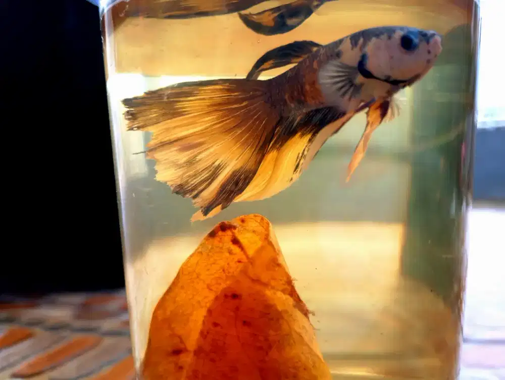 Cupang ( Half moon fancy)