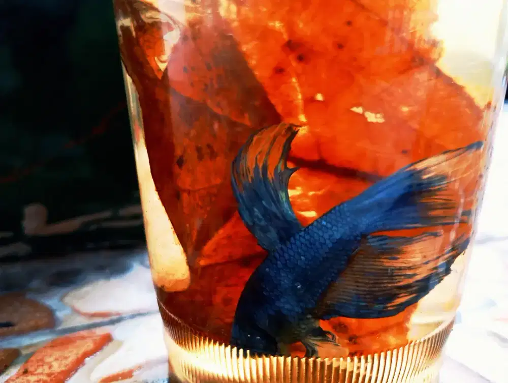 Cupang Blue Exorcist (Two tailed)