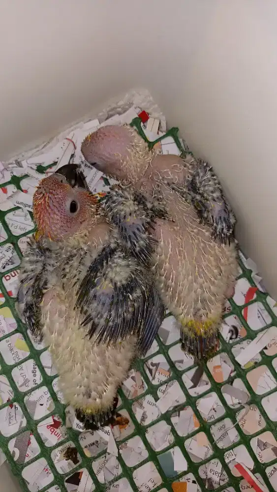 Anakan sun conure sehat terawat