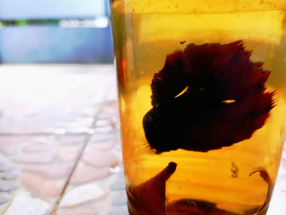 Cupang Dark umbra(half moon)