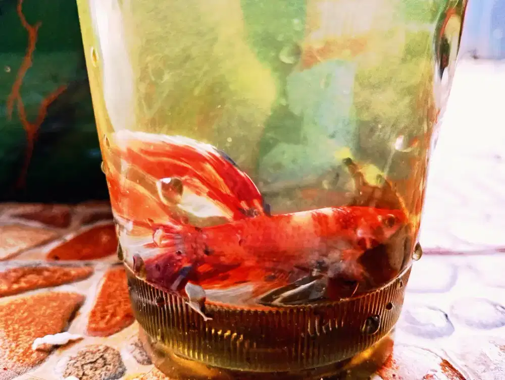 Cupang Koi (Two tailed)