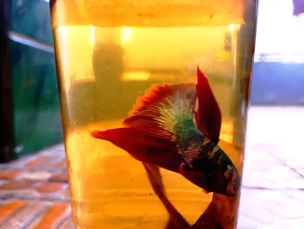 Cupang Red nebula(Double Tailed)