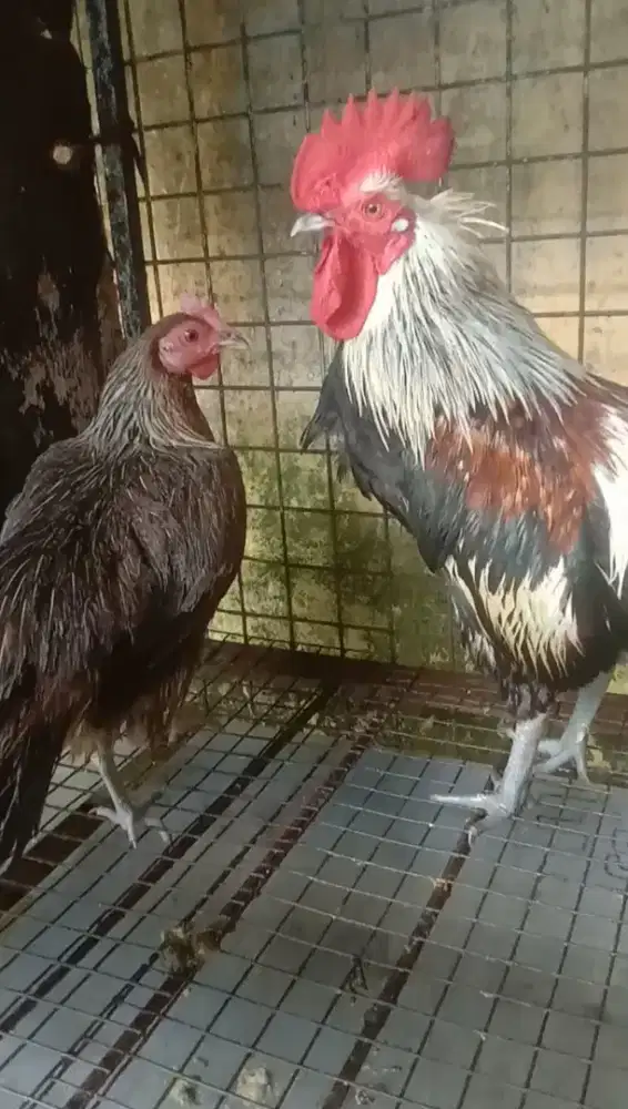 Ayam Ketawa 8 Bulan