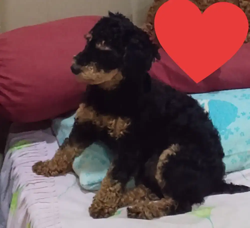 Anjing Phantom Poodle