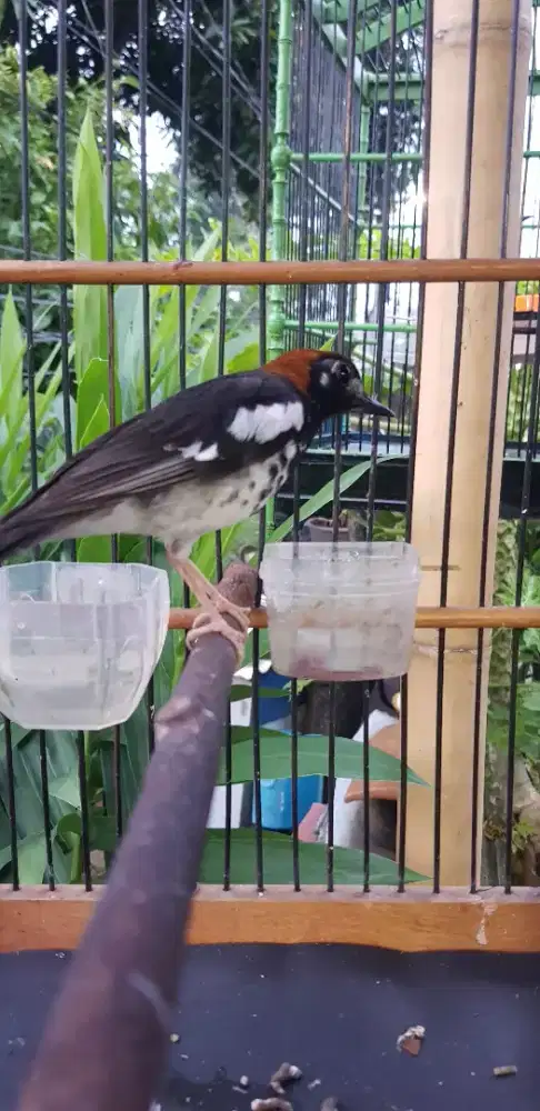 anis kembang pastol jantan