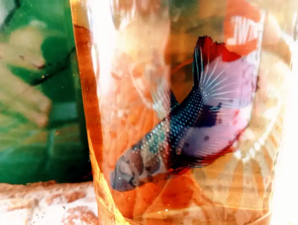 Cupang Red doom(Plakat)