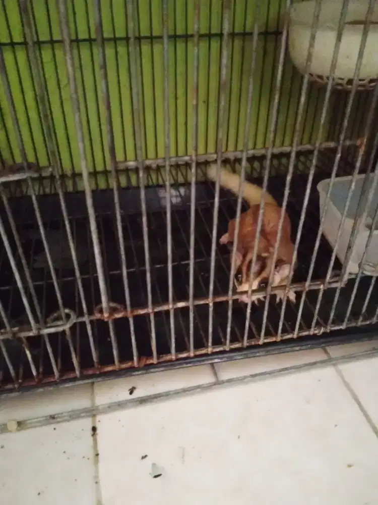 SG Moza jantan usia 2tahun up