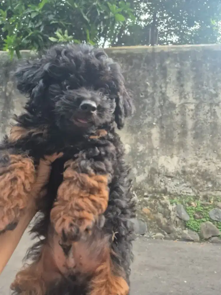 Anakan poodle mix shihtzu