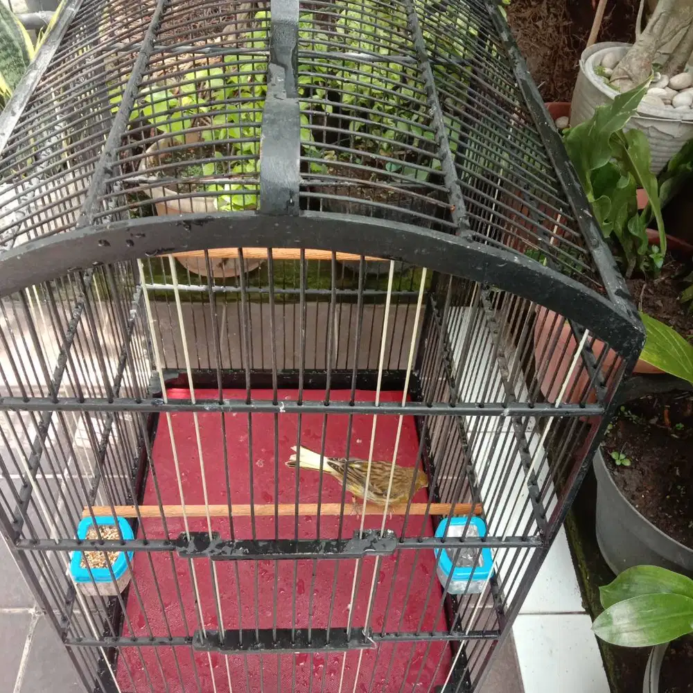 Dijual burung kenari AF