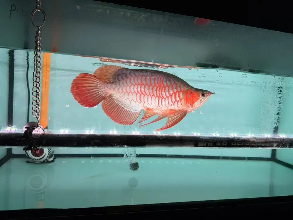 Arwana/arowana Super Red ShortKing SB King mulus