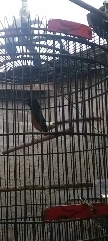 Murai gacor dor fulset materi isian banyak