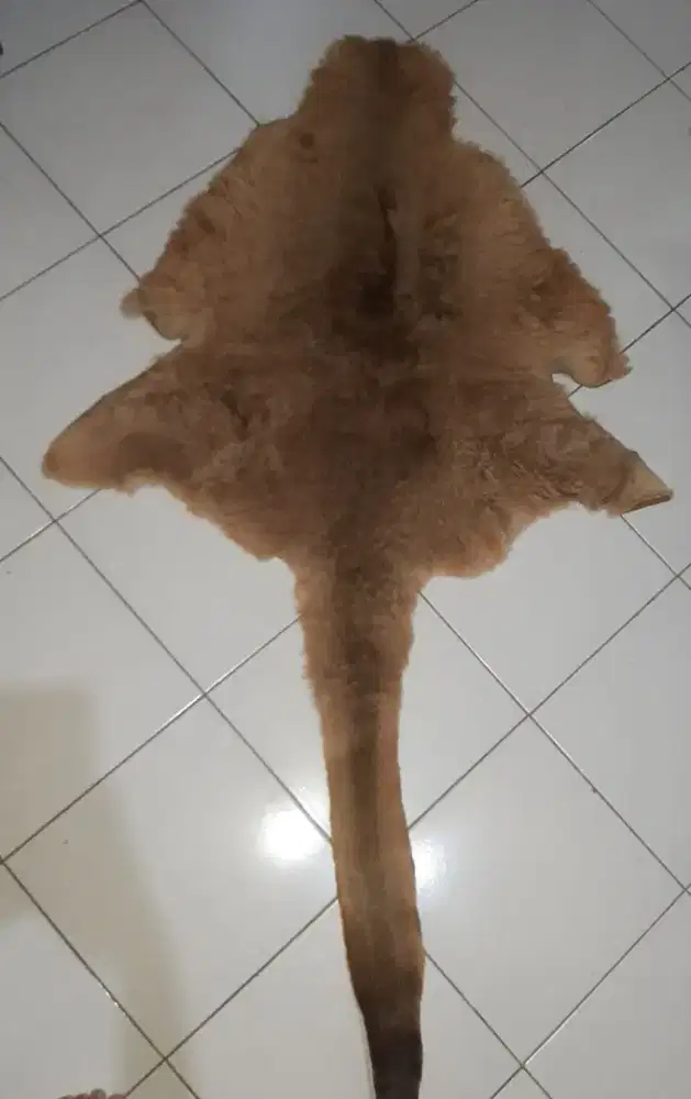 KULIT KANGURU ASLI