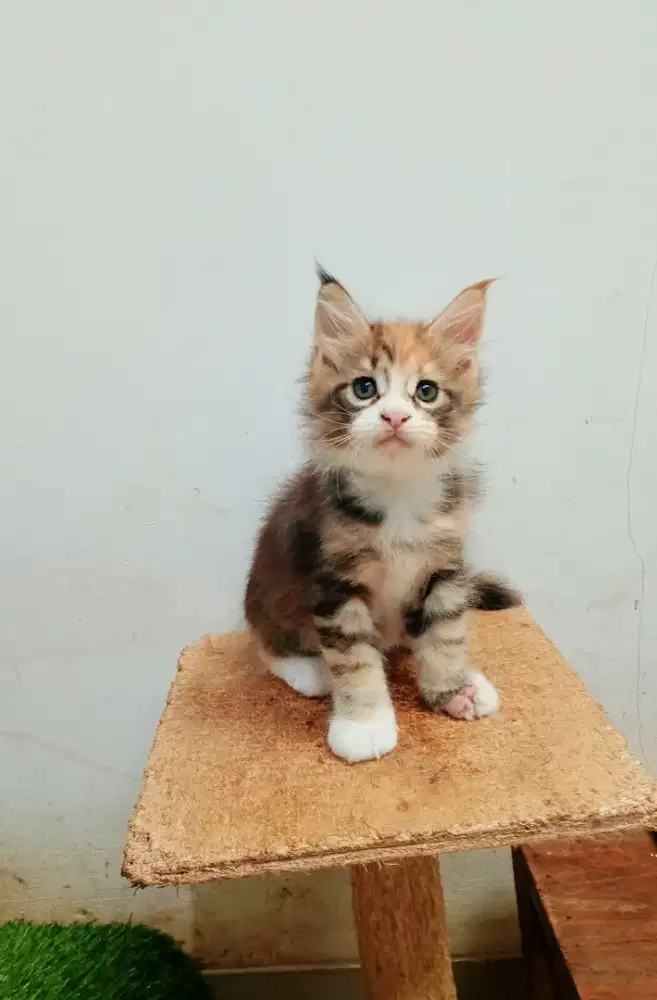 Kitten Mainecoon Betina Pure No mix. Induk ped Cfa Maine Coon