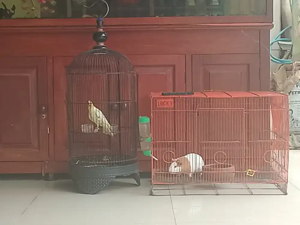 Falk & marmut fullset