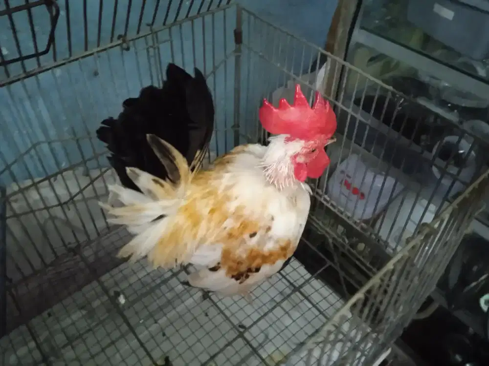 Ayam Kate jantan warna bagus jinak rajin Kokok rajin berkokok