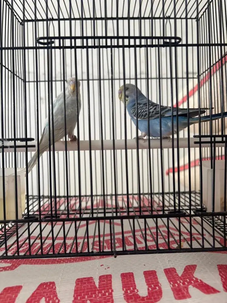 burung parkit sepsang