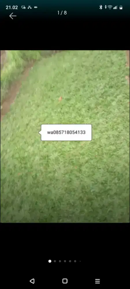 Rumput gajah mini dll