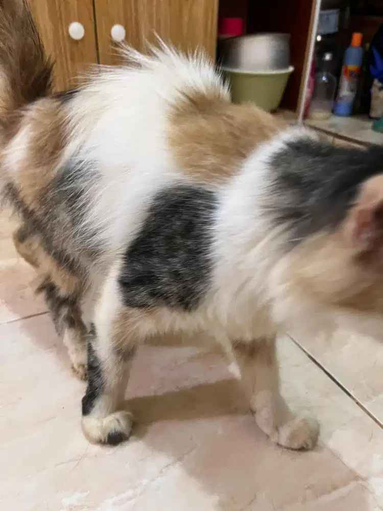 Kucing persia mix dom