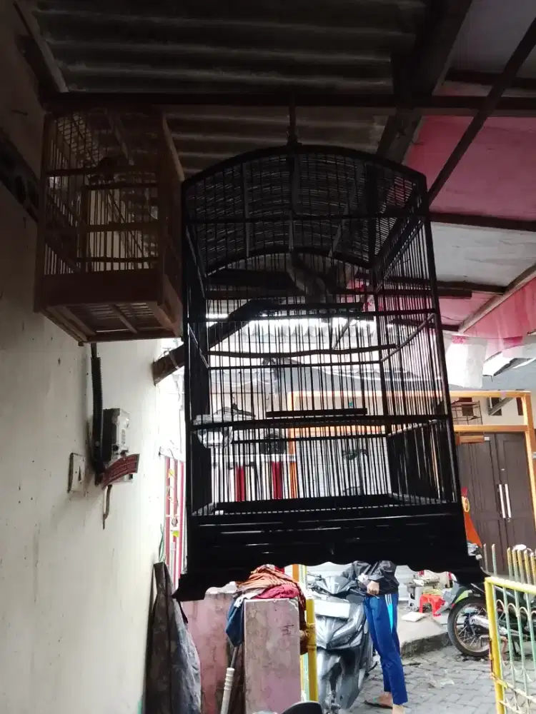Di jual borongan sangkar dan isi nya