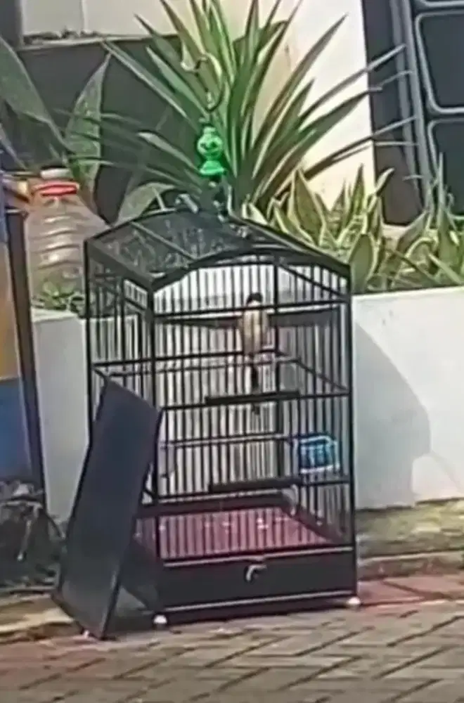 BURUNG CENDET/PENTET BUNYI VARIASI FULSET