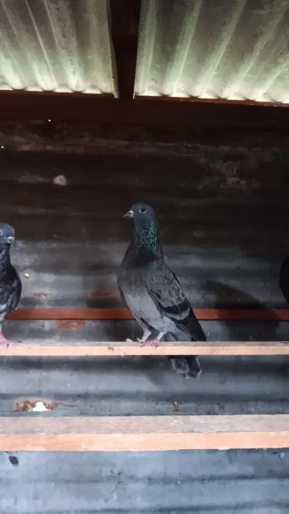 Jual Mepati doro warna oke