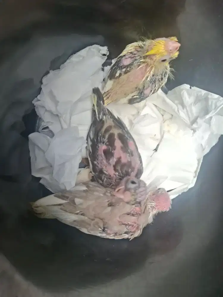 Burung parkit australia / falk ( bukan Conure )