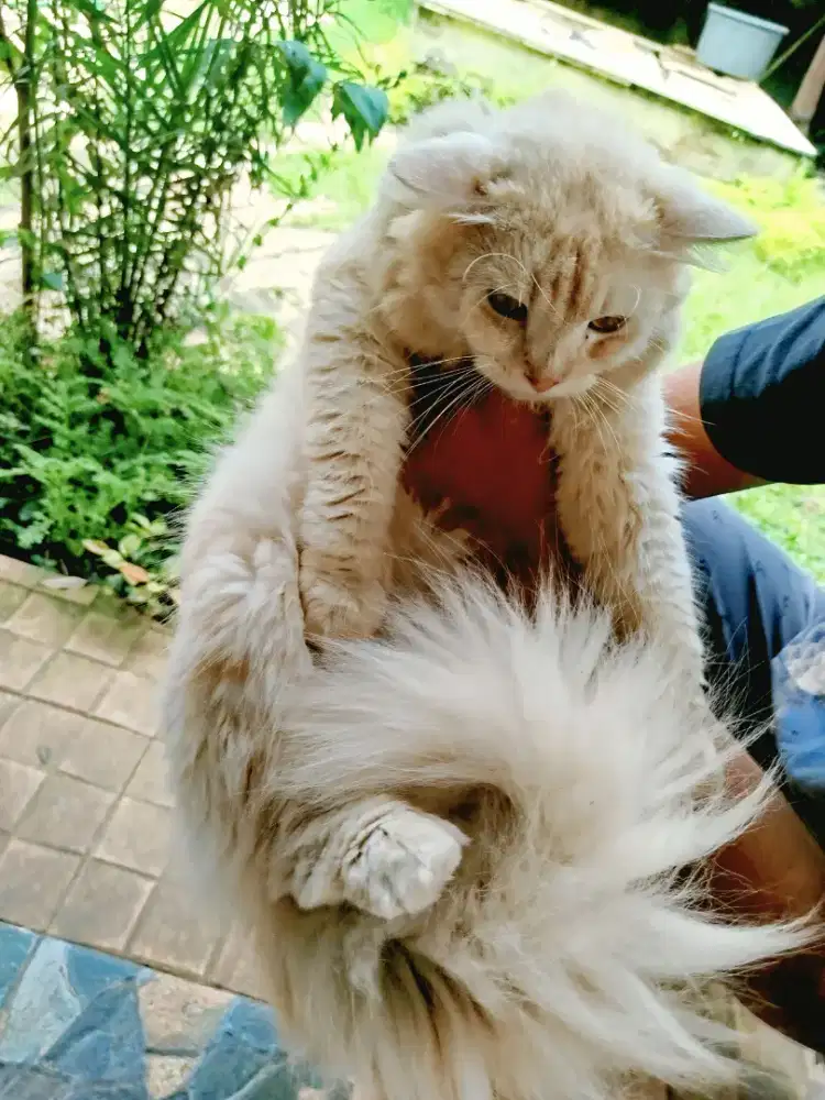 Kucing anggora jantan