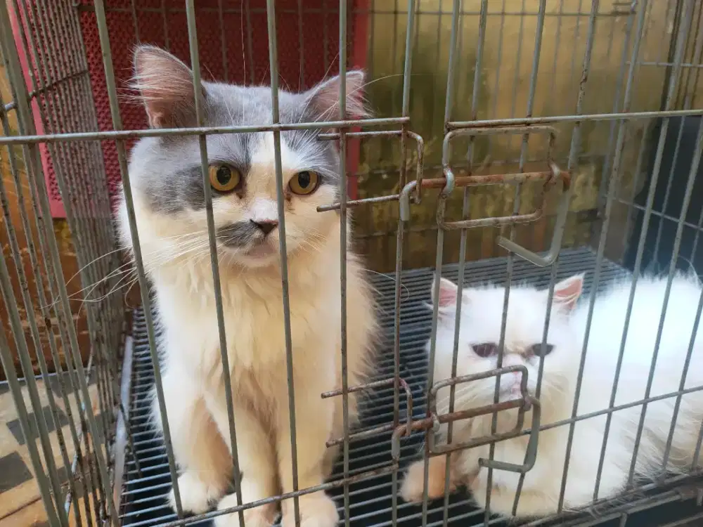 kucing Flatnose jantan & betina