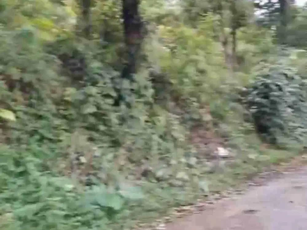 Dijual Tanah Diatas Jalan dekat Camp Alang alang Cijeruk Kab Bogor