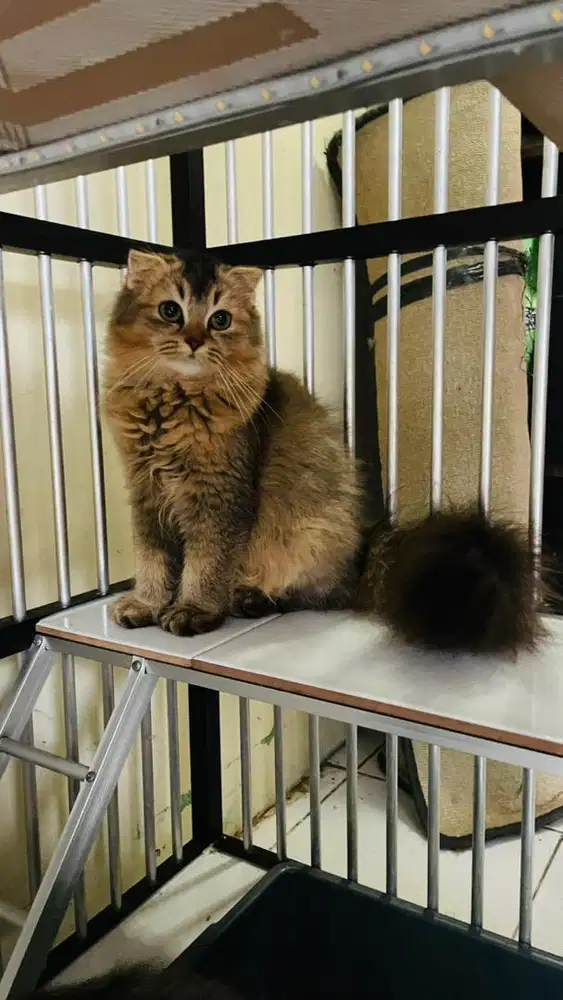 Kucing Scottich kilt Mix {Betina}