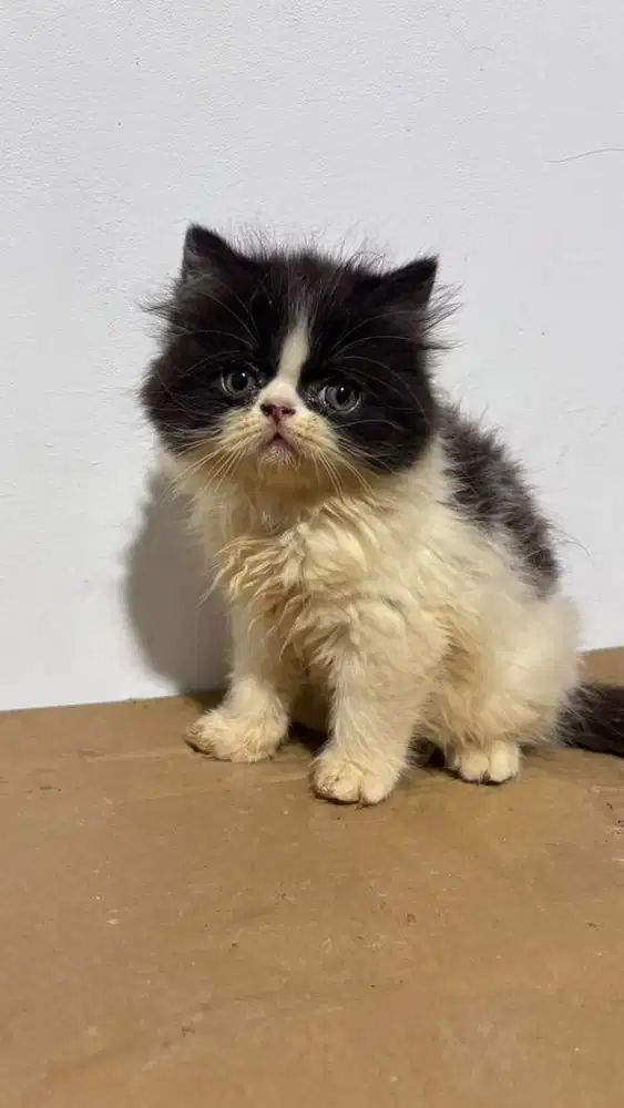 Kucing Kitten 2.5 bulan jantan dan betina