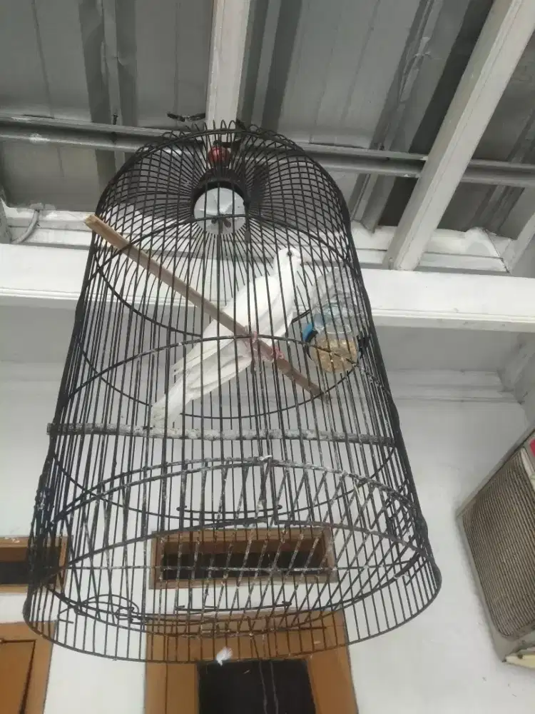 Dijual burung Puter Albimo Mata merah dan gacor.