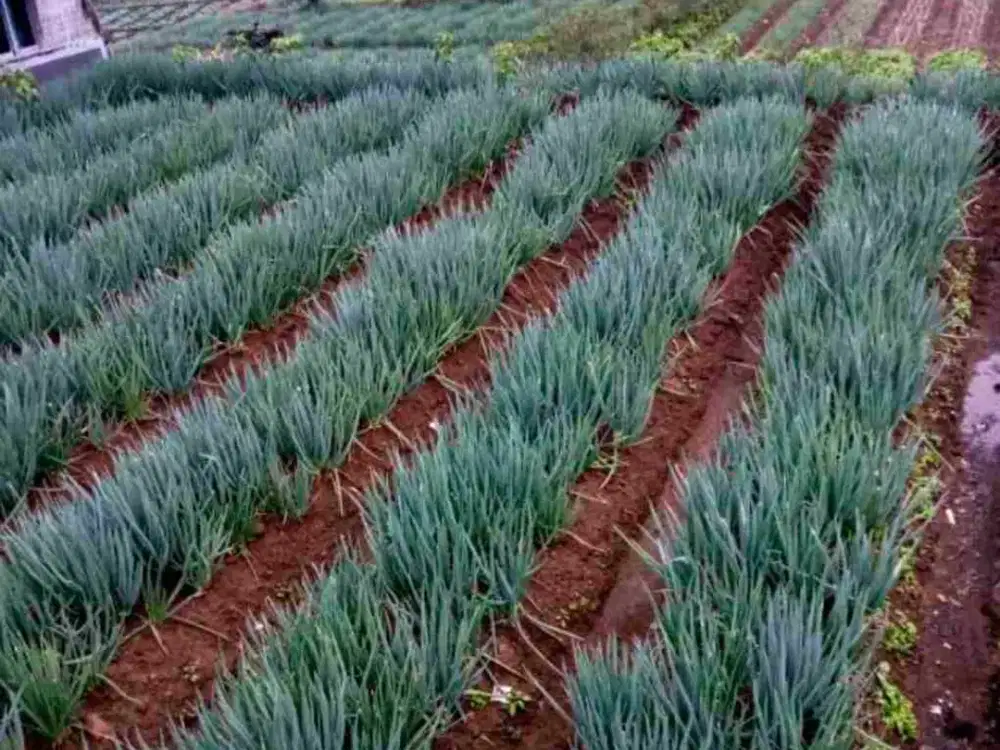 JUAL CEPAT TANAH MURAH CIWIDEY BANDUNG SELATAN