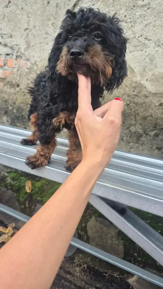 Anakan poodle mix shihtzu
