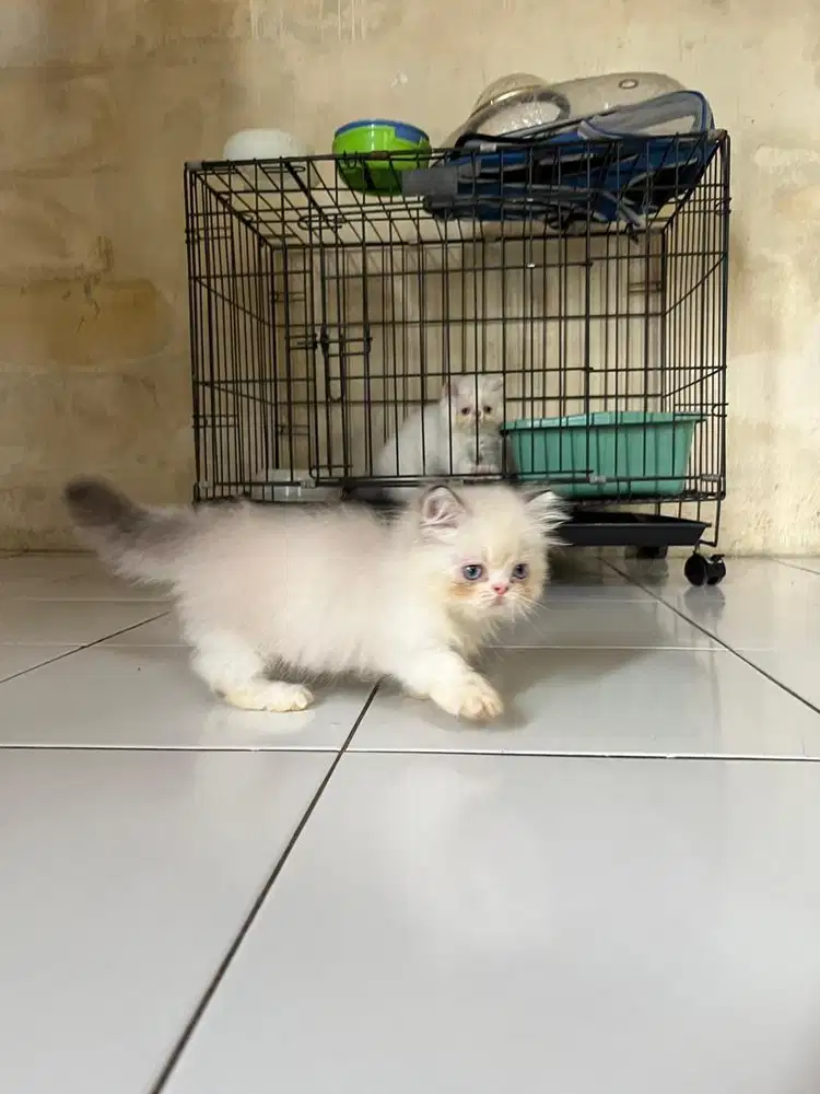 munchkin ragdol jantan usia 3bulan