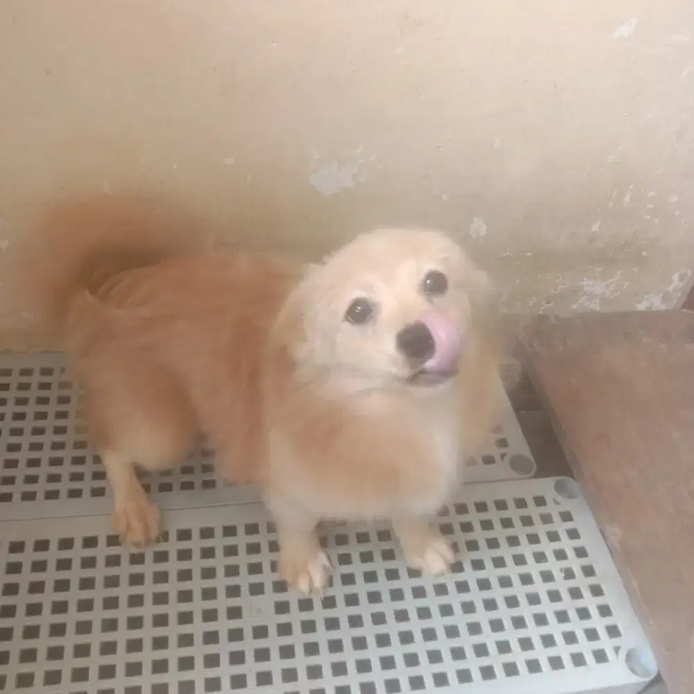Corgi mix pom 6 bulan